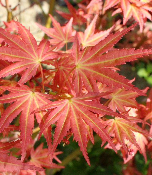 Acer palmatum 'Brown Sugar'